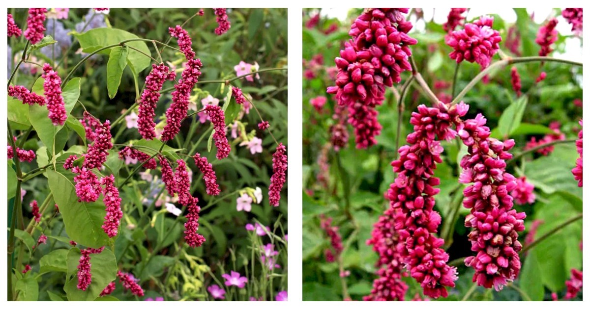 100 Seed Polygonum Orientale Kiss-Me-Over The-Garden Gate Princess Feather Plant - $12.98