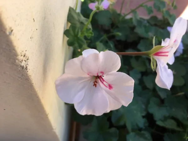 Ivy Geramium Soft Pink 8 Cuttings For Rooting Fresh Garden