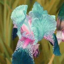 25 Iris Flower Blue Pink Seeds Garden Plants - £11.10 GBP