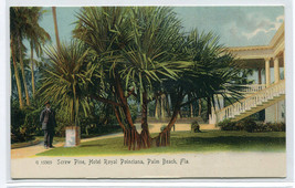 Screw Pine Tree Hotel Royal Poinciana Palm Beach Florida 1907 Rotograph postcard - $6.93