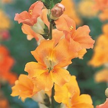 50 Snapdragon Seeds Snapdragon Chantilly Light Salmon Cut Flower Seeds F... - $18.36