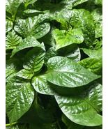 &quot;YOU PICK&quot; Lot of 6 LIVE 75 + DAY OLD SUPER HOT PEPPER PLANTS See the List - £55.50 GBP