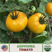 10 Azoychka Tomato Seeds Organic Heirloom Genuine Garden USA Shipping - £11.00 GBP