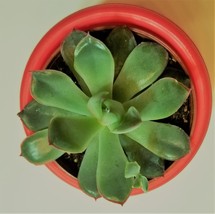 Echeveria Succulent in Red Self-Watering Pot, Live E Pulidonis Plant, 3" Planter image 5