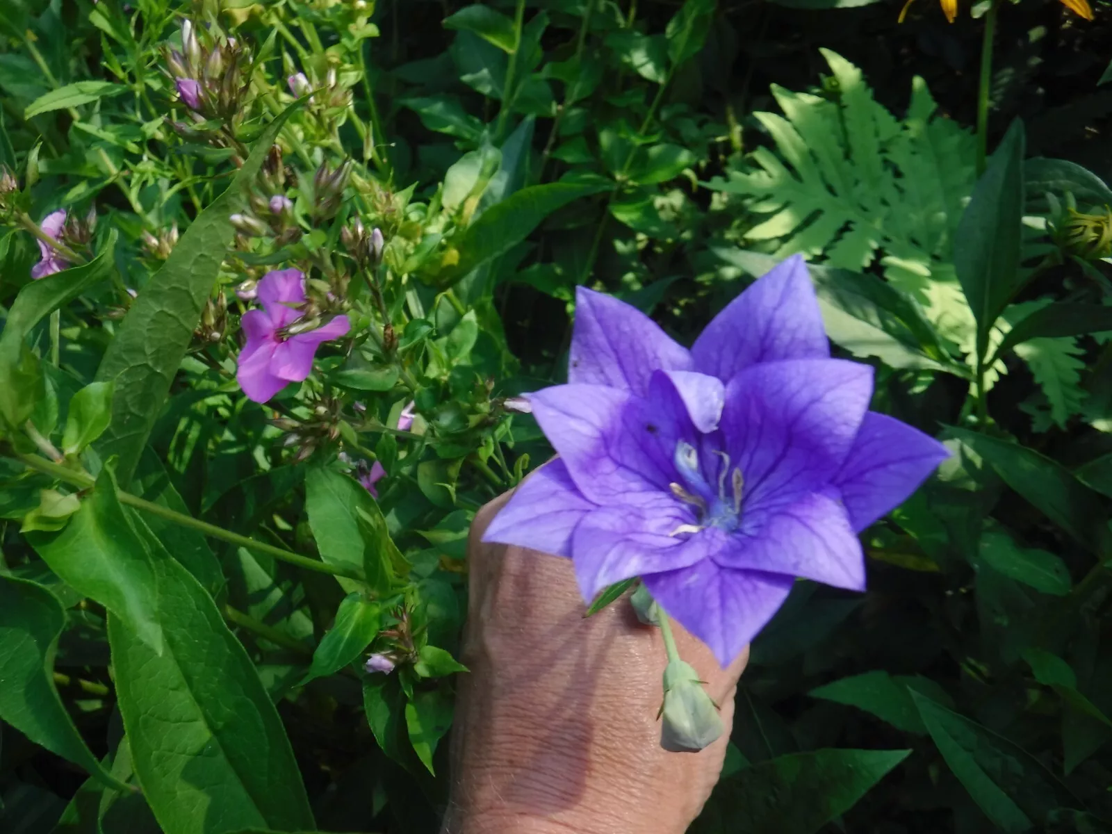 Platycodon grandiflorus, Balloon flower mix 35+ perennial seed - $4.16