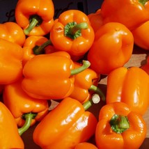 Coral Bell Orange Sweet Pepper Seeds 25+ Non-Gmo Vegetable Garden From US - £6.81 GBP