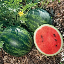 Semilir 50 Mini Love Watermelon Seeds USA  Fast Grow From US - £9.67 GBP