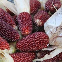 30 Strawberry Popcorn Corn Seeds Non-GMO - £3.38 GBP