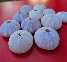 2&quot; PURPLE SEA URCHIN SEASHELL WEDDING DECORATIONS - $3.50