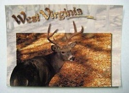 West Virginia Big Buck Postcard - £1.67 GBP
