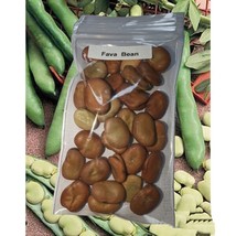 30 Fava B EAN Seeds Nongmo Heirloom Broad B EAN Cover Crop - £14.37 GBP