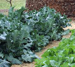 Collard Greens, Vates, Heirloom, Organic 50+ Seeds, Great For Salads, Cooking - £3.98 GBP