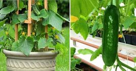 25 Seeds Bush Cucumber Spacemaster Garden USA - £7.54 GBP