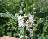 Sale 50 Seeds White Wood Mint Mentha Arvensis Wild Field Herb Flower USA - £7.89 GBP