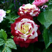 Non-GMO 20pcs Twin Roses Seeds - Heirloom Variety with Stunning Sunset Hues - $8.00