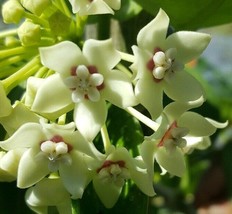 Hoya Australis Vine Wax Flower Live Plant Vanilla Hoya 5&quot; tall - £23.01 GBP