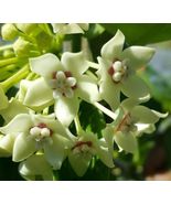 Hoya Australis Vine Wax Flower Live Plant Vanilla Hoya 5&quot; tall - $28.98