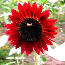 1 Pack 6 Seeds Light Red Sunflower Ornamental Flower Seed #Nf378 Garden Beautifu - $9.97