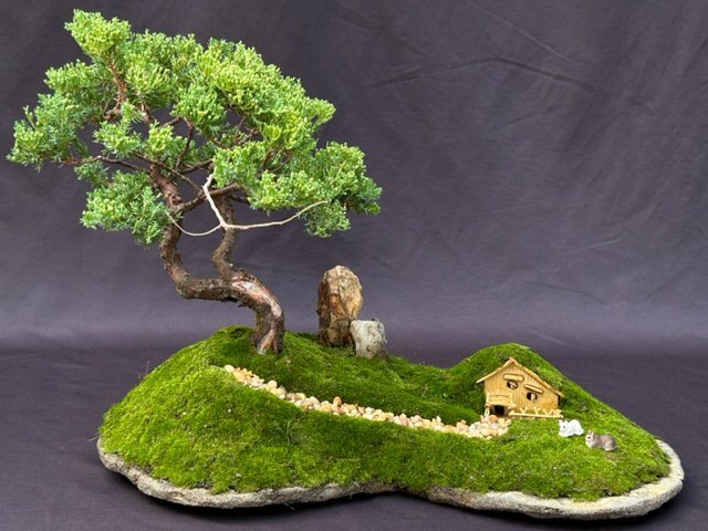 Primary image for Juniper Bonsai Tree - Trained with Jin & Shari Style Planted on a Rock Slab  (ju