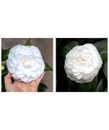 Camellia Japonica Nuccio&#39;s Gem Live Starter Plant -Highly Variable Blooms! - £36.95 GBP