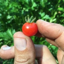 30 Red Currant Tomato Seeds Heirloom Seeds Ensure Quick Flourish - $8.35