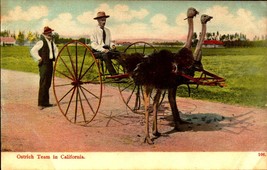 California Ostrich Team Harness People Cart pre-1915 POSTCARD  BK63 - £7.12 GBP