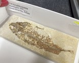 KNIGHTIA EOCAENA FISH FOSSIL FROM FOSSIL LAKE KEMMERER WY ~ 50 MILLION Y... - £35.20 GBP