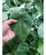 MBK 5 Green Lotus Seeds Fast Ship - $236.91 MXN