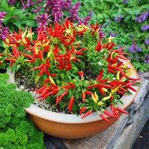 Exotic Chinese Black Hot Pepper Seeds (5) - Ornamental and Edible, Grow Your Own - £5.11 GBP