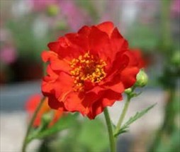 Geum Mrs. Bradshaw * 125   Perennial Orange Red Flowers...Geum Chiloense From US - $6.98