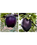 60PCS Black Diamond Apple Tree Plant Seeds - £14.42 GBP