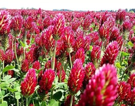 Clover Crimson Red Flowers Legume Cover Corpsnongmo 800 SeedsFrom US  - $8.35