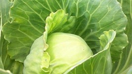 500+ Golden Acre Cabbage Seeds Heirloom Non Gmo Fresh Garden - $7.36