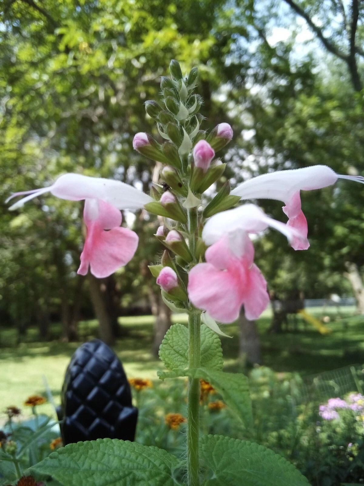 20 SEEDS CORAL NYMPH SALVIA - $11.04