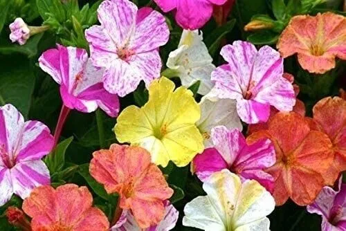 Four Oclock Marvel Of Peru Flower Mixed Colors 50 Seeds Fresh Garden - £9.39 GBP