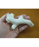 (F397-13) Fossil Colonial stony coral Stylophora display specimen Florida - $441.41 MXN