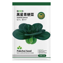 Jingyan® Black Star Pak Choi 20 grams Seeds FRESH SEEDS - $11.99