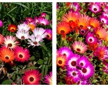 4000 Seeds Daisy ICE PLANT LIVINGSTONE Mix Dwarf 5&quot; Groundcover - $17.93