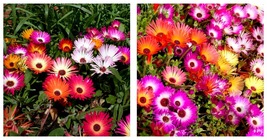 4000 Seeds Daisy Ice Plant Livingstone Mix Dwarf 5&quot; Groundcover - £14.33 GBP