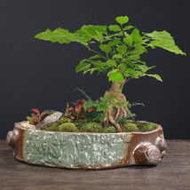 Large Diameter Succulent Flower Pot Ceramic - £26.53 GBP
