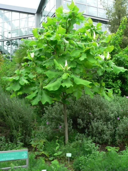 Royal Poinciana Tree (Delonix Regia) 5 Seeds Fresh Garden Beautiful - $9.70