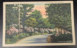 Clearfield Pennsylvania Pa Laurel &amp; Rhododendrons Beauty View Vintage Postcard - £10.89 GBP