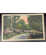 CLEARFIELD PENNSYLVANIA PA Laurel &amp; Rhododendrons Beauty View Vintage Po... - €11,81 EUR