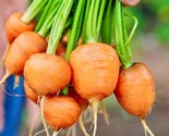Parisian Carrot Vegetable Fresh Gardening - $15.92