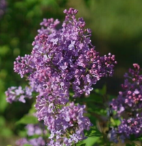 25 Pc Seeds Scentara Pura Lilac Flowers, Fragrant Lilac Seeds for Planting | RK - £13.46 GBP