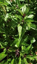 Fresh Garden Thai Basil Seeds | Heirloom | Organic | Medicinal | Herb - £7.58 GBP