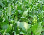 Yu Choy Sum Seeds, Early Flowering Brassica Greens, Heirloom, FREE SHIPPING - £1.32 GBP+