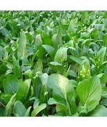 Yu Choy Sum Seeds, Early Flowering Brassica Greens, Heirloom, FREE SHIPPING - £1.31 GBP+