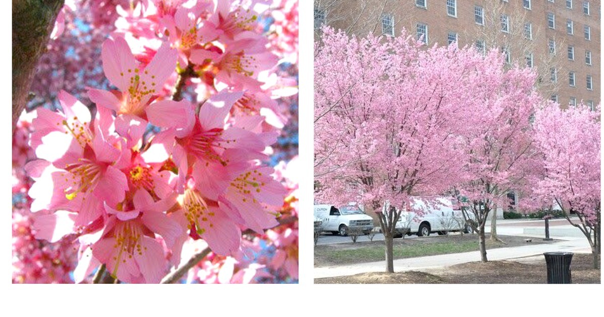 Okame Flowering Cherry Tree Garden & Outdoor Living  - $42.99