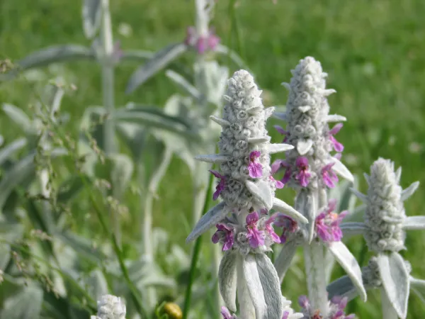 Lamb Lambs Ears Lamb&#39;S Sun Perennial 30 Seeds Garden - $1.98